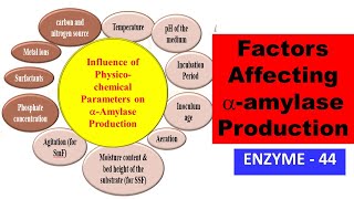 Influence of Physicochemical Parameters on alphaAmylase Production  ENZYME  44 [upl. by Htrow]