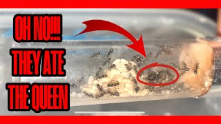 How To Start An Ant Colony EXPERIMENT  Part 3 [upl. by Maura]