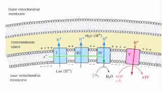 Coupling of ETS and ATP synthesis [upl. by Alyakim]