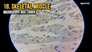 18 Skeletal Muscle Microscope 40x1000x [upl. by Kamp]