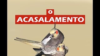 Como é o período de acasalamento das calopsitas [upl. by Helsie]