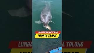 Lumbalumba ini meminta bantuan nelayan 🐬😣 [upl. by Ruben]