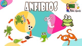 Anfibios  Animales Vertebrados  Aula chachi  Vídeos educativos para niños [upl. by Tasia]