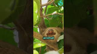 🌿 Wild World of Sloths The Masters of Slow Living 🦥✨ sloths sloth slothlove slothlover [upl. by Akemet]