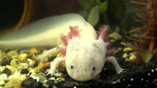 Der Axolotl Ambystoma mexicanum und Pleurodeles [upl. by Bogoch]