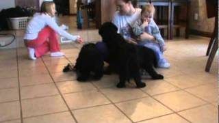 Giant Schnoodles for sale in Iowa [upl. by Ntsud140]