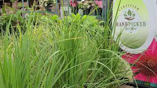 Calamagrostis Karl Foerster Feather Reed Grass  Perennial Plant of the Year in 2001 [upl. by Ruvolo683]