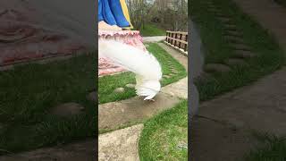 Amazing White Peacock Opening its Feathers peacock nature wildlife birds shorts viral [upl. by Deerc]