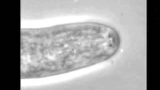 Cytoplasmic contractions in growing fungal hyphae and their morphogenetic consequences [upl. by Asikal]