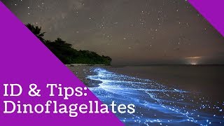 Dinoflagellates Identification and Tips [upl. by Josh]