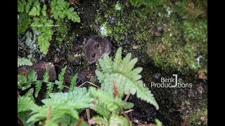 wood mouse Apodemus sylvaticus [upl. by Darice]