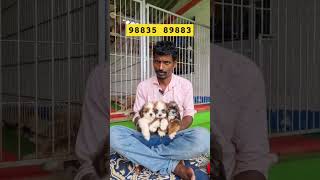 Lhasa Apso Puppy in kolkata lhasaapso lhasapuppy dogs dogbreed [upl. by Evetta20]