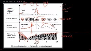 Grade 12 Life Sciences Human Reproduction Part 3 [upl. by Huoh]