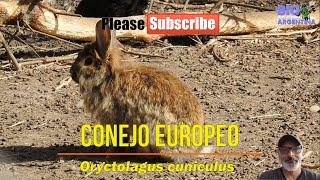 CONEJO EUROPEO EUROPEAN RABBIT Oryctolagus cuniculus nature rabbit conejo [upl. by Amsirp816]