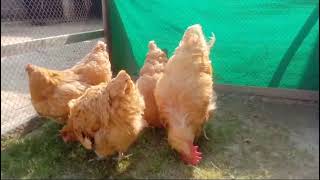 Orpington fancychicken orpingtonchickensbackyardchickens cochinbantam funny [upl. by Eyr]