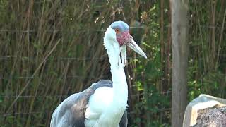 Wattled Crane  Klunkerkranich [upl. by Rosenkrantz]