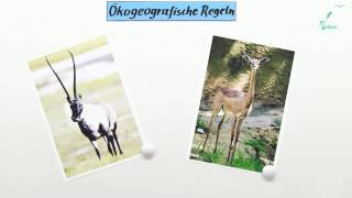 ÖKOGEOGRAFISCHE REGELN  Biologie  Ökologie [upl. by Akimit742]