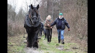 Paardentractie Warmonderhof [upl. by Camey442]