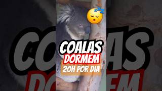 Coalas São Preguiçosos 🐨💤 curiosidades [upl. by Lidstone556]