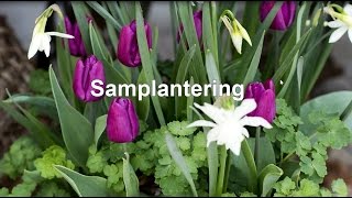 Samplantera blomsterlök och perenner i kruka [upl. by Gallager416]