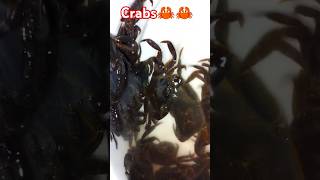 crabfishing🦀👌 crab fishing crabbing crabcatching shorts viralvideo trending 🔥🔥 crab [upl. by Travis]