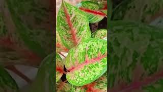 AGLONEMA SUBUR DAN SEHAT plants merawataglonema love tanamanhias viral fyp short sorotan [upl. by Lonni]