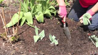 How to Transplant amp Care for Tulips  Grow Guru [upl. by Crisey515]