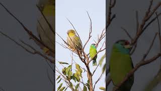 Yellow Footed Green Pigeon amp Blue Throated barbet sunbath yellowfootedgreenpigeon barbet birds [upl. by Corder984]