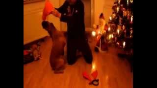 KOLĘDA LULI LAJ  BOXER CHRISTMAS [upl. by Sumetra]