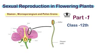 Stamen Microsporangium and Pollen grains  Class 12th  NEET  Biocules [upl. by Kreiner111]