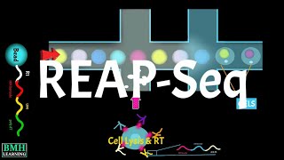 Total Seq Workflow  REAP Seq  RNA Expression And Protein Sequencing  Single Cell Proteogenomics [upl. by Aira]