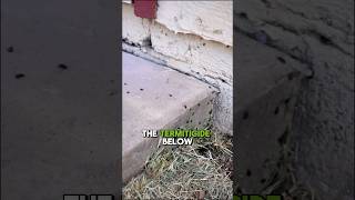 Injecting termiticide into the soil termites shorts pestcontrol arizona [upl. by Somerville]