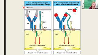 HumoralMediated Immunity  Part 1 2023 Update [upl. by Penny]