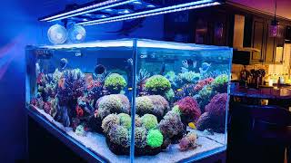 Your living room reef dream is possible 250 gallon MidnightReef saltwater aquarium [upl. by Olette]