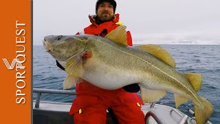 Skrei Cod Fishing in Nappstraumen Norway with Nordic Sea Angling [upl. by Valerie]