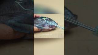 DIY FISHING TACKLE The secret of fisherman Fishing Knot skills fishing fishingknot diy tutorial [upl. by Yrailih]