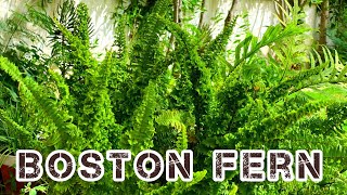 How to grow Boston fern from cuttingdividing and care of it [upl. by Eshman]