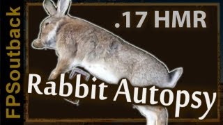 17 HMR Rabbit Hunting Autopsy Censored [upl. by Melisenda866]