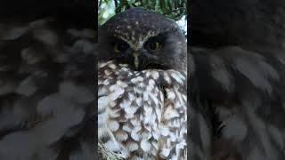 New Zealand Owl the Ruru or Morepork Closeup birds nature birdsounds [upl. by Rema]