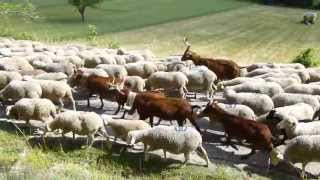 Transhumance provencale [upl. by Weasner]