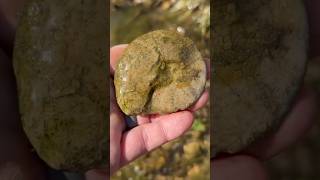 Flat AMMONITE FOSSIL amp Impression found in North Texas Creek fossilhunting [upl. by Madai]