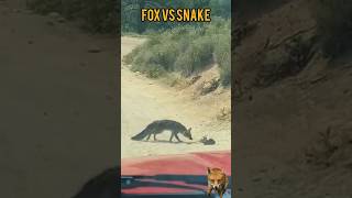 animals cobravsmongoose wildlife snakeandmongoose wildanimals wildlifefight fox wildfox [upl. by Melessa]