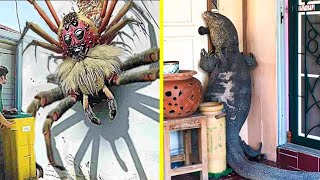 50 Terrifying Animal Invasions In Homes and Swimming Pools [upl. by Timoteo]