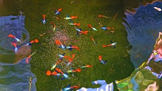 Massive And Colorful Guppies in This Mini Natural Outdoor Setup Farm [upl. by Ahsetan]