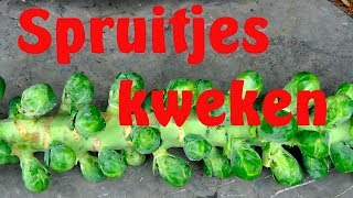 Spruitjes kweken [upl. by Ahsenit92]