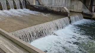 Salmon Jump at Fishtown Dam Leeland  Michigan 100324 [upl. by Lamoree]