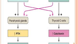 parathyroid hormone [upl. by Ahsinar]