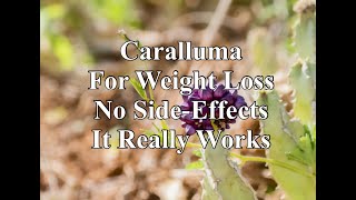 Caralluma Great for Weight Loss  No Side Effects [upl. by Onofredo729]