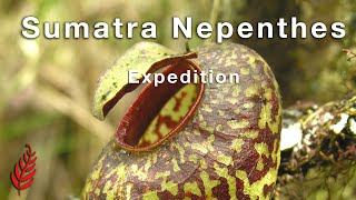 Sumatra Nepenthes Expedition [upl. by Ytirahs]