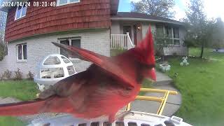 Daily Birdwatching  Netvue Birdfy Birdfeeder Cam  April 24 2024 [upl. by Meryl]